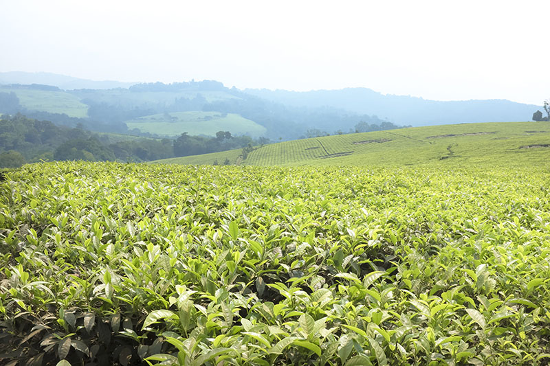 A tea plantaion in rural western Uganda. Tea is a major crop in this area.